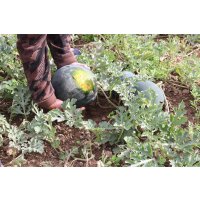 Wassermelone Blacktail Mountain (M11)