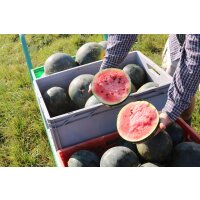 Wassermelone Blacktail Mountain (M11)