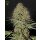 Green House Seed Co. Super Bud Auto Fem. 3St.