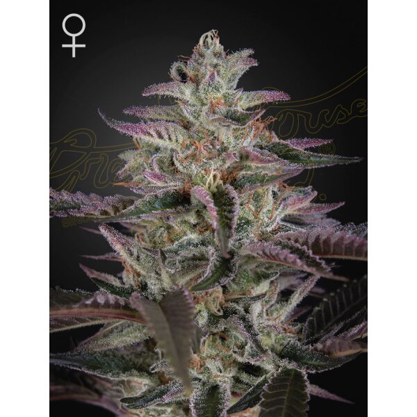 Green House Seed Co. Banana Krumble Fem. 3St.
