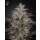 Green House Seed Co. Banana Krumble Fem. 3St.