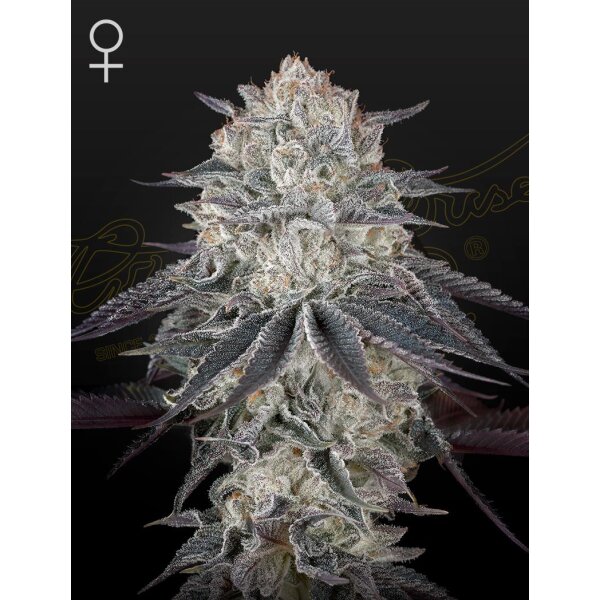 Green House Seed Co. Fullgas Fem. 3St.