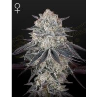 Green House Seed Co. Fullgas Fem. 3St.