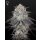 Green House Seed Co. Fullgas Fem. 3St.