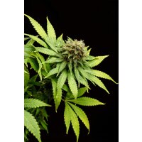 Kannabia Hellfire OG Fem. 3St.