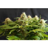 Kannabia Colombian Jack Fem. 3St.
