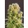 Kannabia Diesel Glue Fem. 3St.