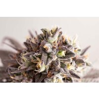 Kannabia Gelato-K Fem. 3St.