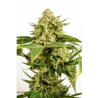 Kannabia Monkey Grease Fem. 3St.