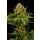 Kannabia Monkey Grease Fem. 3St.