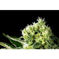 Kannabia Amnesi-K Haze Fem. 3St.