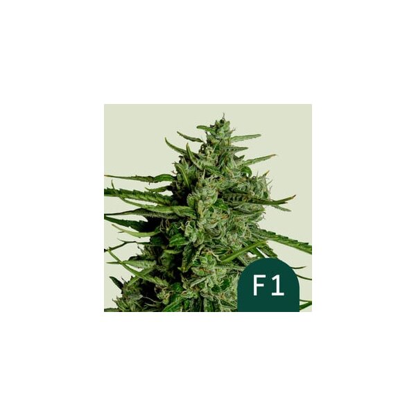 Royal Queen Seeds Titan F1 Auto Fem. 3St.