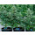 Royal Queen Seeds Apollo F1 Auto Fem. 3St.