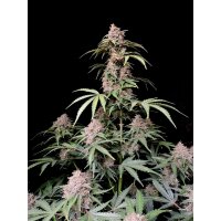 Fast Buds Amnesia Zkittlez Auto Fem. 3St.