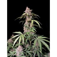 Fast Buds Amnesia Zkittlez Auto Fem. 3St.