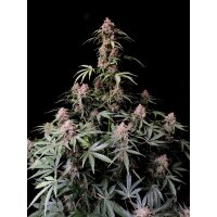 Fast Buds Amnesia Zkittlez Auto Fem. 3St.