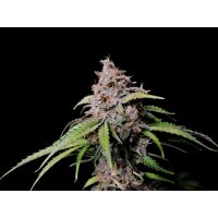 Fast Buds Amnesia Zkittlez Auto Fem. 3St.