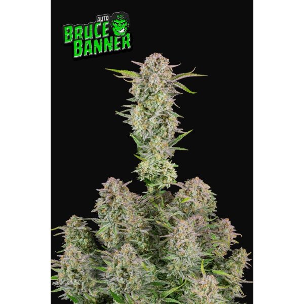 Fast Buds Bruce Banner Auto Fem. 3St.
