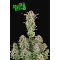 Fast Buds Bruce Banner Auto Fem. 3St.