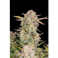 Fast Buds Bruce Banner Auto Fem. 3St.