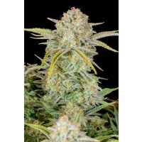 Fast Buds Bruce Banner Auto Fem. 3St.