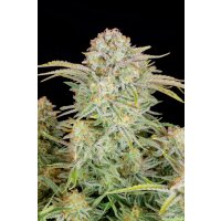 Fast Buds Bruce Banner Auto Fem. 3St.