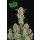 Fast Buds Bruce Banner Auto Fem. 3St.