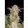 Fast Buds Bruce Banner Auto Fem. 3St.