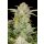 Fast Buds Bruce Banner Auto Fem. 3St.