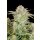 Fast Buds Bruce Banner Auto Fem. 3St.