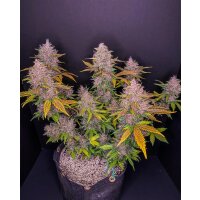 Fast Buds LSD-25 Auto Fem. 3St.