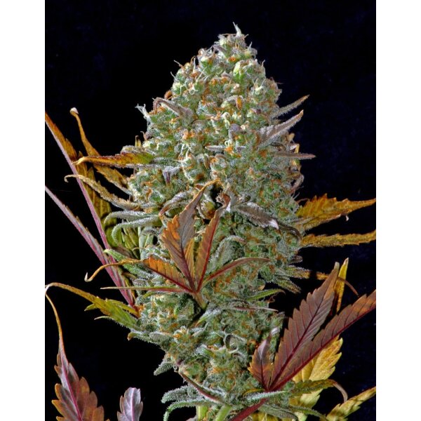 Fast Buds Pineapple Express Auto Fem. 3St.
