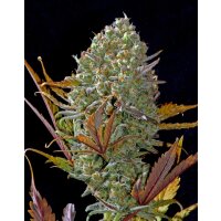 Fast Buds Pineapple Express Auto Fem. 3St.