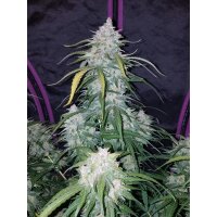 Fast Buds Pineapple Express Auto Fem. 3St.