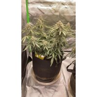 Fast Buds Pineapple Express Auto Fem. 3St.