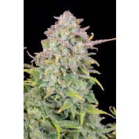 Fast Buds Original Trainwreck Auto Fem. 3St.