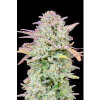 Fast Buds Original Trainwreck Auto Fem. 3St.