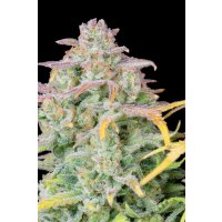 Fast Buds Original Trainwreck Auto Fem. 3St.