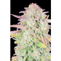 Fast Buds Original Trainwreck Auto Fem. 3St.