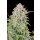 Fast Buds Original Trainwreck Auto Fem. 3St.