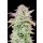 Fast Buds Original Trainwreck Auto Fem. 3St.