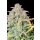 Fast Buds Original Trainwreck Auto Fem. 3St.