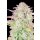 Fast Buds Original Trainwreck Auto Fem. 3St.