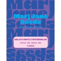 Marj Jane Gelato Mintz X Watermelon Fem. 3St.