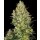 Sensi Seeds Shiva Skunk Fem. 3St.