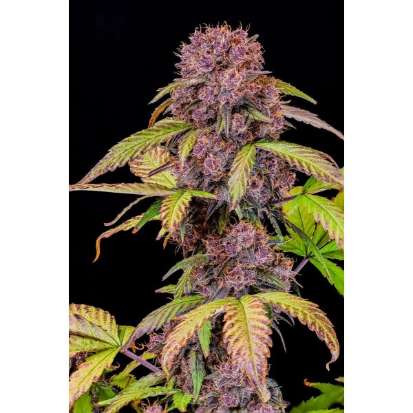 Fast Buds Lemon Cherry Cookies Auto Fem. 3St.