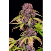 Fast Buds Lemon Cherry Cookies Auto Fem. 3St.