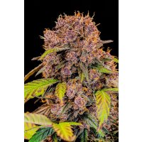 Fast Buds Lemon Cherry Cookies Auto Fem. 3St.