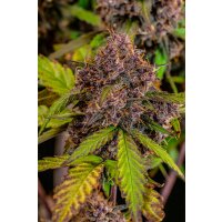 Fast Buds Lemon Cherry Cookies Auto Fem. 3St.