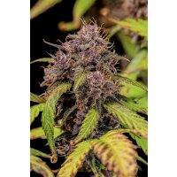 Fast Buds Lemon Cherry Cookies Auto Fem. 3St.